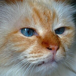 Cat 2