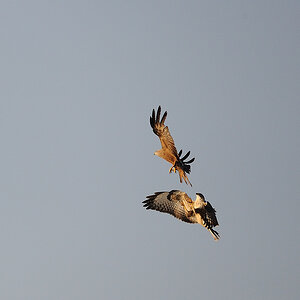 Bussard01