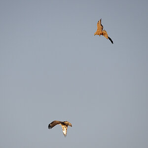 Bussard03