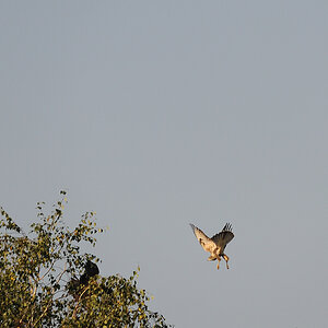 Bussard05