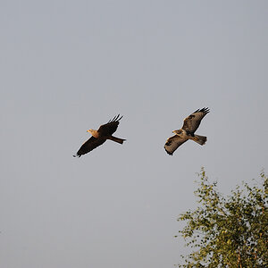 Bussard06