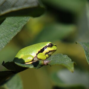 Laubfrosch klein