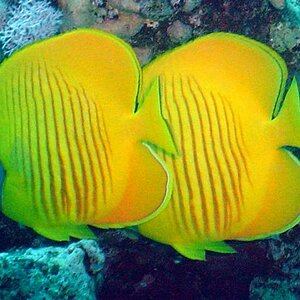 Falterfisch