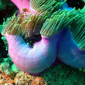 Anemone