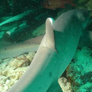 Whitetip