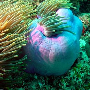 Anemone