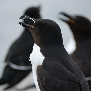 razorbill