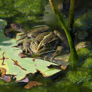 Froschwelten