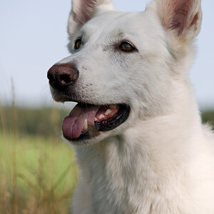 Portraitversuch einen weißen Hundes
