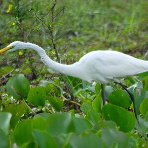 birds Egretta alba
