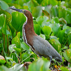 birds Tigrisoma lineatum