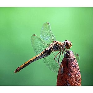 Libelle 1