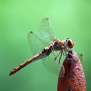 Libelle 1b