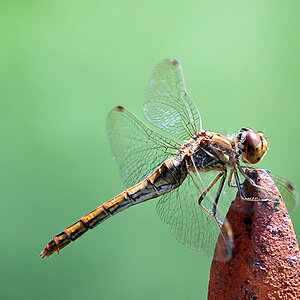 Libelle d