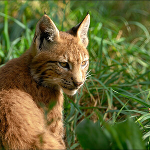 Wildpark Granat 2009 09 12 D2X 4250 1a