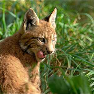 Wildpark Granat 2009 09 12 D2X 4252 1a