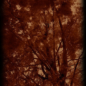 baum34