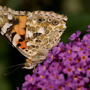 Schmetterling, Botanischer Garten München