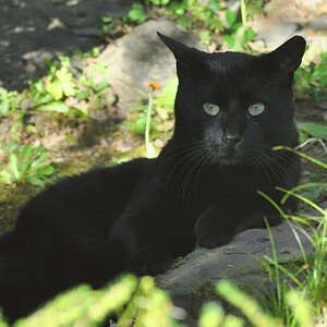 fast wie ein Puma