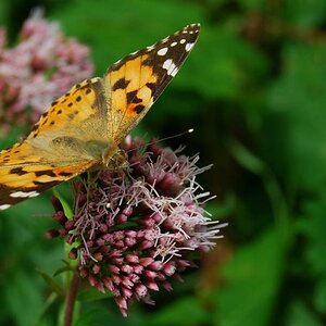 Schmetterling