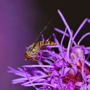 Schwebfliege