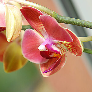 Orchidee