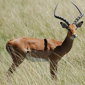Springbock1