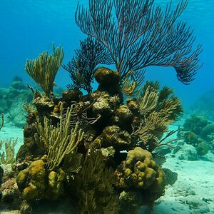 Cuba 
Unterwasserbild