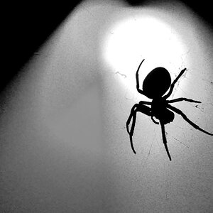 Brueckenspinne