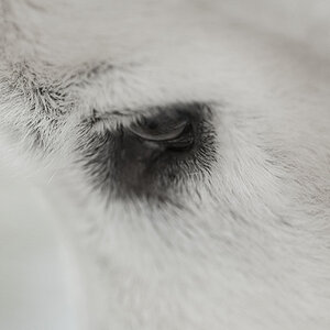 Bijou`s Auge