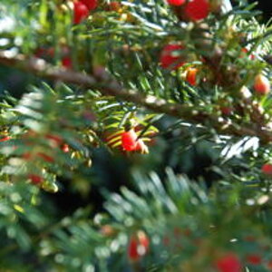 Beeren