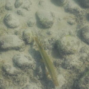 Schwimmer