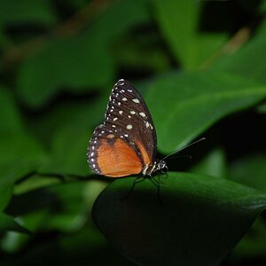 Schmetterling