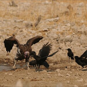comp Namibia 09 26362