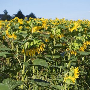 Sonnenblumen 04