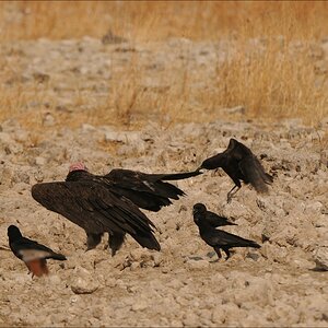 comp Namibia 09 26458