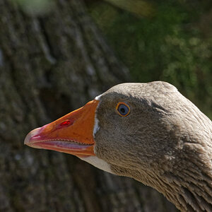 _DSC9876NF.jpg