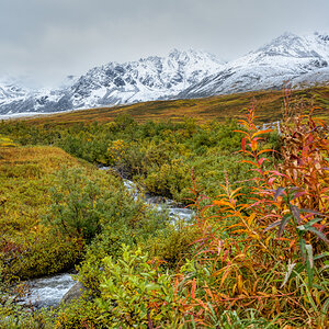 Bach Hatcher Pass.jpg