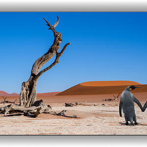 Z7A_1675-Pinguin.jpg