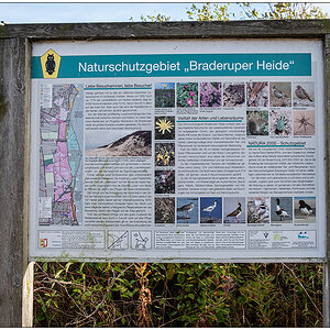 429 Sylt – Spaziergang in der Braderuper Heide IV
