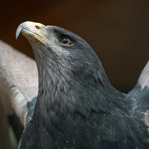 Adler Portrait.jpg
