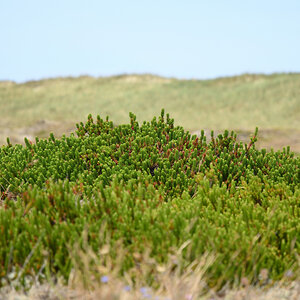 DSC_0795.JPG