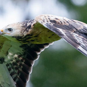 Falke im Flug.jpg