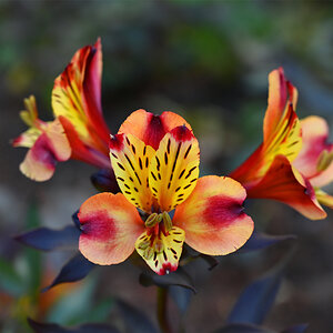 Flower II