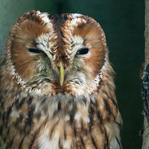 Sleepy Owl.jpg