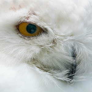 Snow Owl.jpg