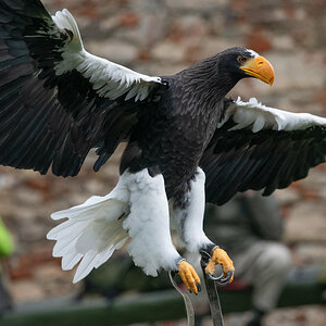 Seeadler Flugvorführung.jpg