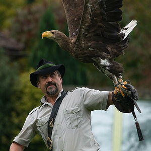 Adler Start Falkner.jpg