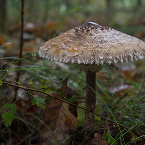 Parasol im Herbstwald (1 von 1).jpg