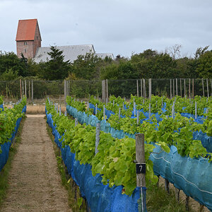 Weinberg auf Sylt